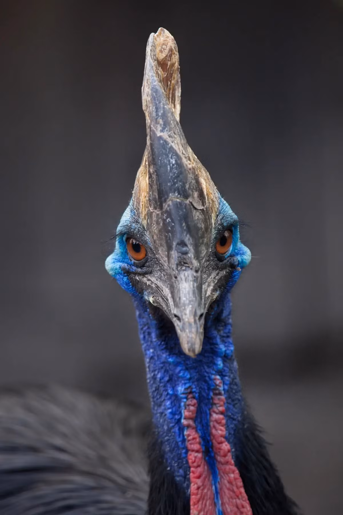 Phát hiện này được giới khoa học chú ý bởi trước đây, quá trình thuần hóa loài chim được cho là diễn ra muộn hơn vào hàng nghìn năm sau. Đồng thời, khám phá về chim Cassowary cho thấy đây có thể là loài chim đầu tiên được loài người thuần hóa. Ảnh: oneearth.org.