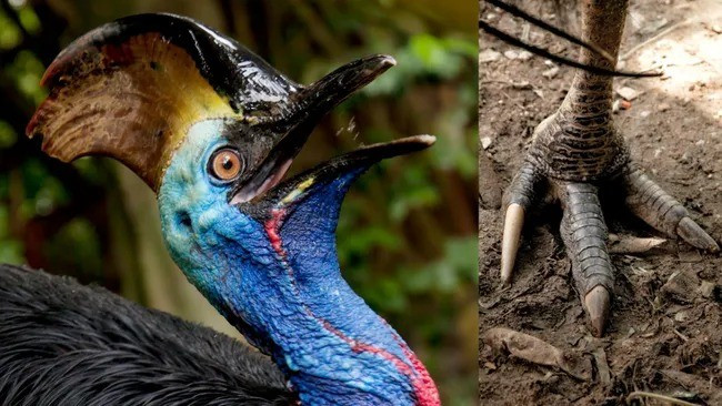 Theo các chuyên gia, Cassowary là loài chim lớn, không biết bay, có nguồn gốc từ Australia, quần đảo Aru và New Guinea. Chúng là một trong những loài chim lớn nhất trên thế giới. Ảnh: Getty/Wokephoto17/Alamy/Trevor Collens.