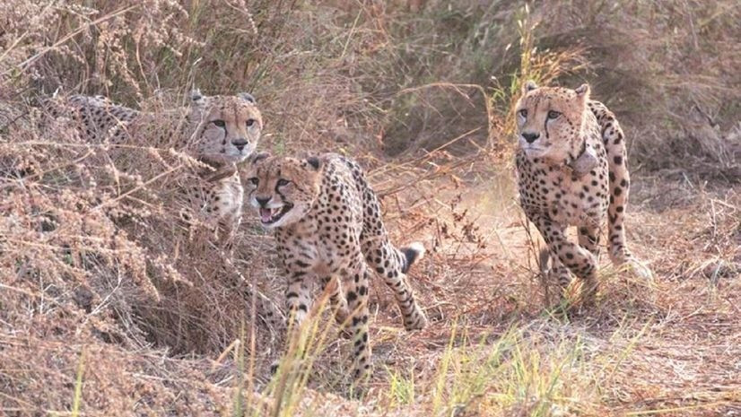 Báo gêpa trước đây từng phân bố nhiều ở các quốc gia châu Phi và châu Á. Tuy nhiên, loài này đã dần biến mất do nạn săn bắn bừa bãi. Ảnh: newindianexpress.com.