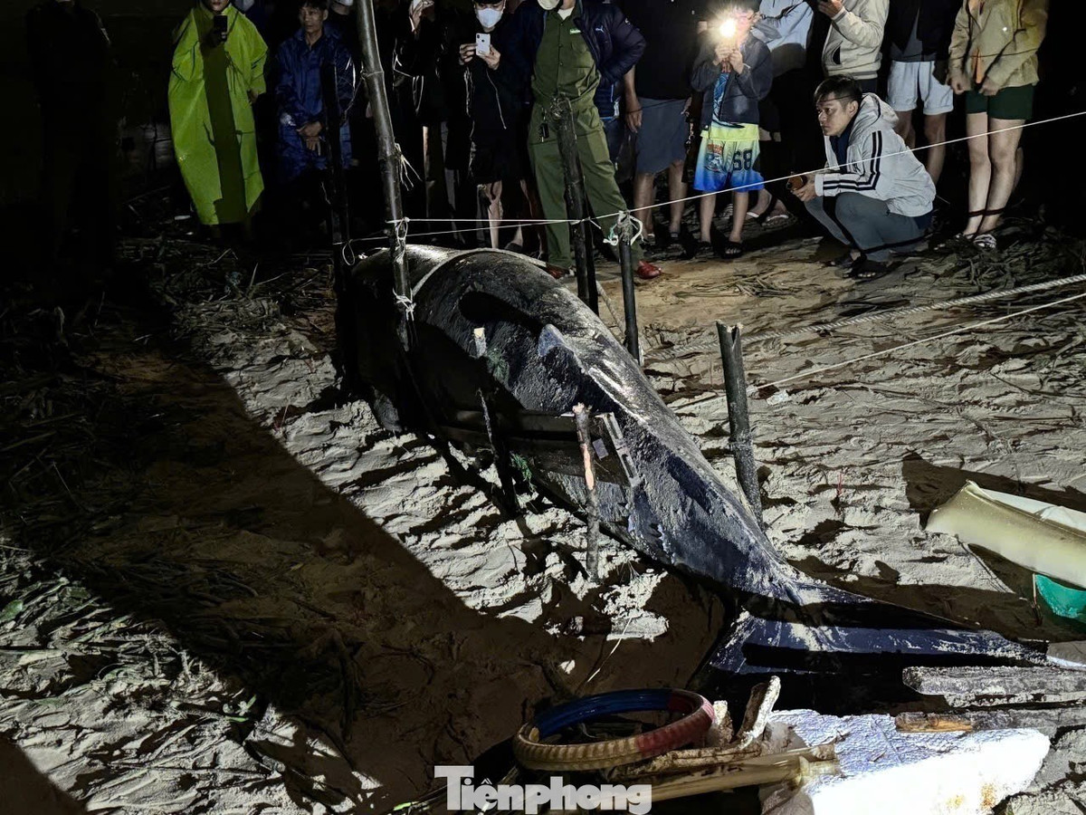 View - Xác cá voi hơn 30 kg dạt vào bờ biển Phù Mỹ Đông, toàn thân trầy xước | Báo Tri thức và Cuộc sống - TIN TỨC PHỔ BIẾN KIẾN THỨC 24H