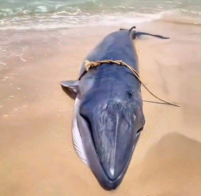 View - Xác cá voi hơn 30 kg dạt vào bờ biển Phù Mỹ Đông, toàn thân trầy xước | Báo Tri thức và Cuộc sống - TIN TỨC PHỔ BIẾN KIẾN THỨC 24H