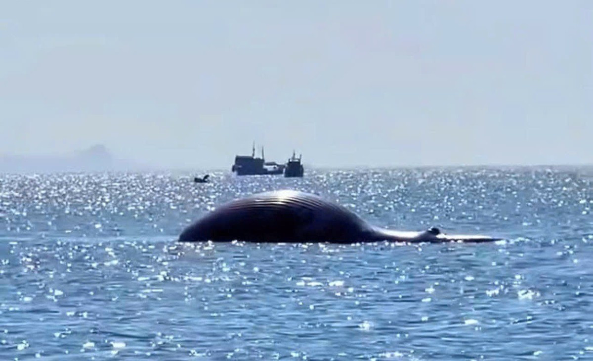 View - Xác cá voi hơn 30 kg dạt vào bờ biển Phù Mỹ Đông, toàn thân trầy xước | Báo Tri thức và Cuộc sống - TIN TỨC PHỔ BIẾN KIẾN THỨC 24H