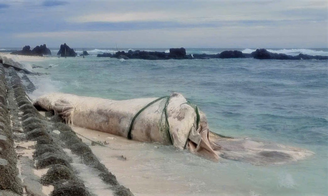 View - Xác cá voi hơn 30 kg dạt vào bờ biển Phù Mỹ Đông, toàn thân trầy xước | Báo Tri thức và Cuộc sống - TIN TỨC PHỔ BIẾN KIẾN THỨC 24H