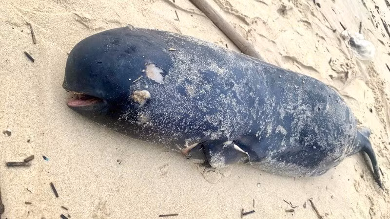 Sáng ngày 2/4, người dân thôn Sa Động, xã Bảo Ninh, thành phố Đồng Hới, tỉnh Quảng Bình phát hiện xác một con cá voi trôi dạt vào bờ biển tại khu vực trước nhà nghỉ Hải Đăng. Con cá voi dài khoảng 1,3m, nặng khoảng 20 kg. Ảnh: Nhân dân.