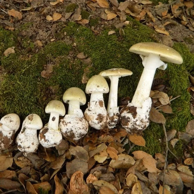 Nấm tử thần (Amanita phalloides) là một trong những loài nấm độc nhất thế giới. Loài nấm độc nguy hiểm này được ghi nhận là nguyên nhân khiến hoàng đế La Mã Claudius tử vong sau khi ăn nó vào năm 54 sau công nguyên. Ảnh: CCommons.