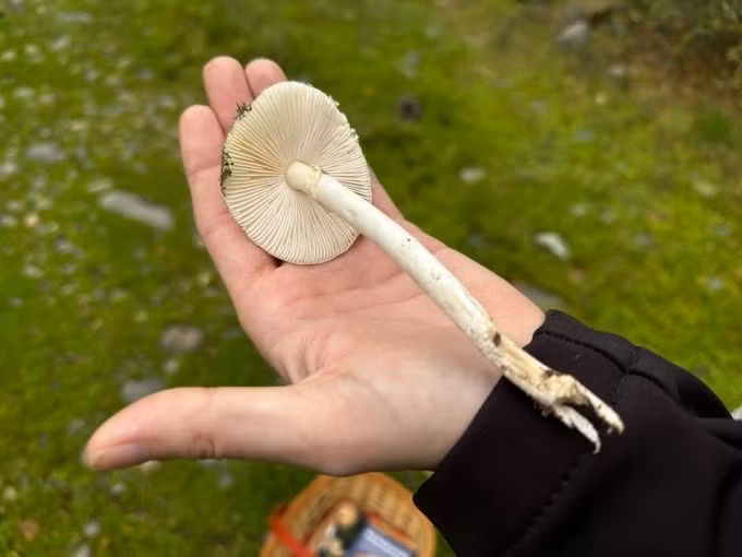 Hoàng đế La Mã Charles VI cũng tử vong vì ăn phải nấm tử thần vào năm 1740. Ngày nay, hàng trăm người chết vì ăn loại nấm độc này mỗi năm. Ảnh: CapRadio.