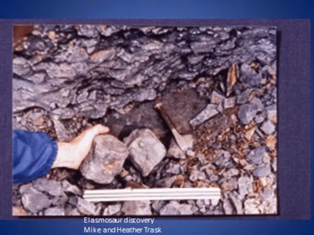 Elasmosaurs, giống như các loài plesiosaurs khác, sống trong suốt kỷ Phấn trắng (từ 145 triệu đến 66 triệu năm trước) cùng với khủng long và chia sẻ đại dương với các loài bò sát biển khác, bao gồm ichthyosaurs và mosasaur. Ảnh: metro.co.uk.