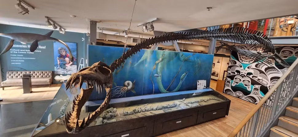 Traskasaura sandrae có thể dài tới 12m và có hàm răng chắc khỏe để nghiền nát con mồi. Quái thú khổng lồ này sống cách đây khoảng 85 triệu năm ở khu vực ngày nay là đảo Vancouver. Ảnh: The Courtenay and District Museum and Palaeontology Centre.