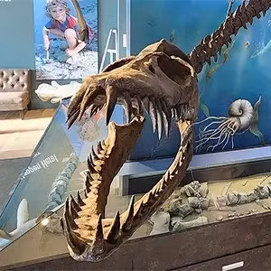 Traskasaura sandrae sở hữu cổ dài gồm ít nhất 50 đốt sống, răng to và chắc khỏe. Loài này rất khác so với các loài bò sát biển khác nên các nhà nghiên cứu đã xếp nó vào một chi hoàn toàn mới, Traskasaura, trong một phân nhóm của plesiosaurs được gọi là elasmosaurs. Ảnh: The Courtenay and District Museum and Paleontology Center, Courtenay, British Columbia.