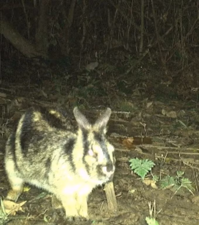 Đặc biệt, 7 loài nằm trong cả 3 danh mục gồm: Voọc Hà Tĩnh, Chà vá chân nâu, mang Trường Sơn, sơn dương, thỏ vằn, cầy gấm và tê tê. Đây đều là những loài có nguy cơ tuyệt chủng rất cao, cần được ưu tiên bảo vệ. Ảnh: SGGP.