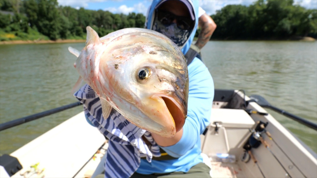 Loài cá chép châu Á đã khiến Tổng thống Mỹ Donald Trump, các đối thủ chính trị từ đảng Dân chủ và người dân Canada tìm được tiếng nói chung. Cá chép châu Á, đôi khi được gọi là cá chép xâm lấn, được đưa tới Mỹ từ những năm 1970. Kể từ đó, chúng không ngừng sinh sôi và ăn gần như tất cả mọi thứ trên đường đi. Ảnh: National Wildlife Federation.