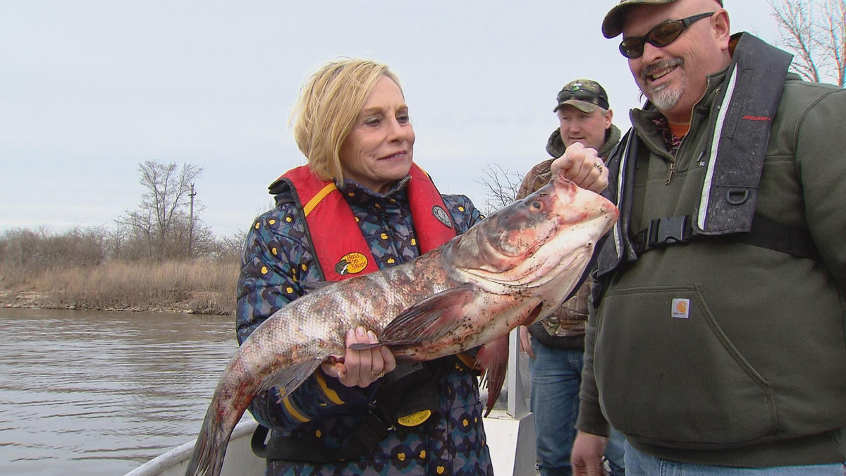 Hàng năm, các chuyên gia Canada triển khai nhiều hoạt động để truy tìm cá chép châu Á trong các nhánh sông của Ngũ Đại Hồ, nơi có môi trường thuận lợi cho việc sinh sản và kiếm ăn, thường là những khu vực có nhiều cỏ với vùng nước nông và ấm hơn. Ảnh: news.wttw.com.