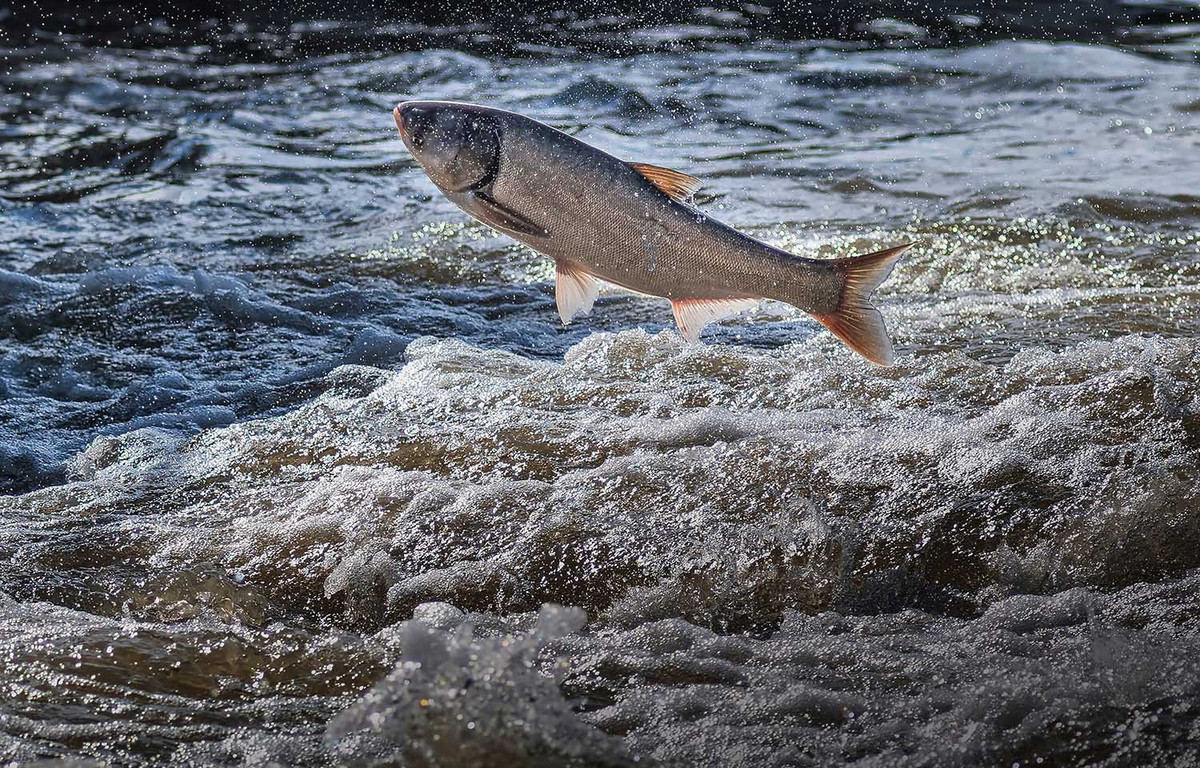 Vì có thể ăn lượng thức ăn tương đương 40% trọng lượng cơ thể mỗi ngày nên cá chép xâm lấn ban đầu được coi là một công cụ để kiểm soát tảo gây hại trong các khu vực được khoanh vùng, như ao nuôi trồng thủy sản. Ảnh: SandmanPhotography/Shutterstock.
