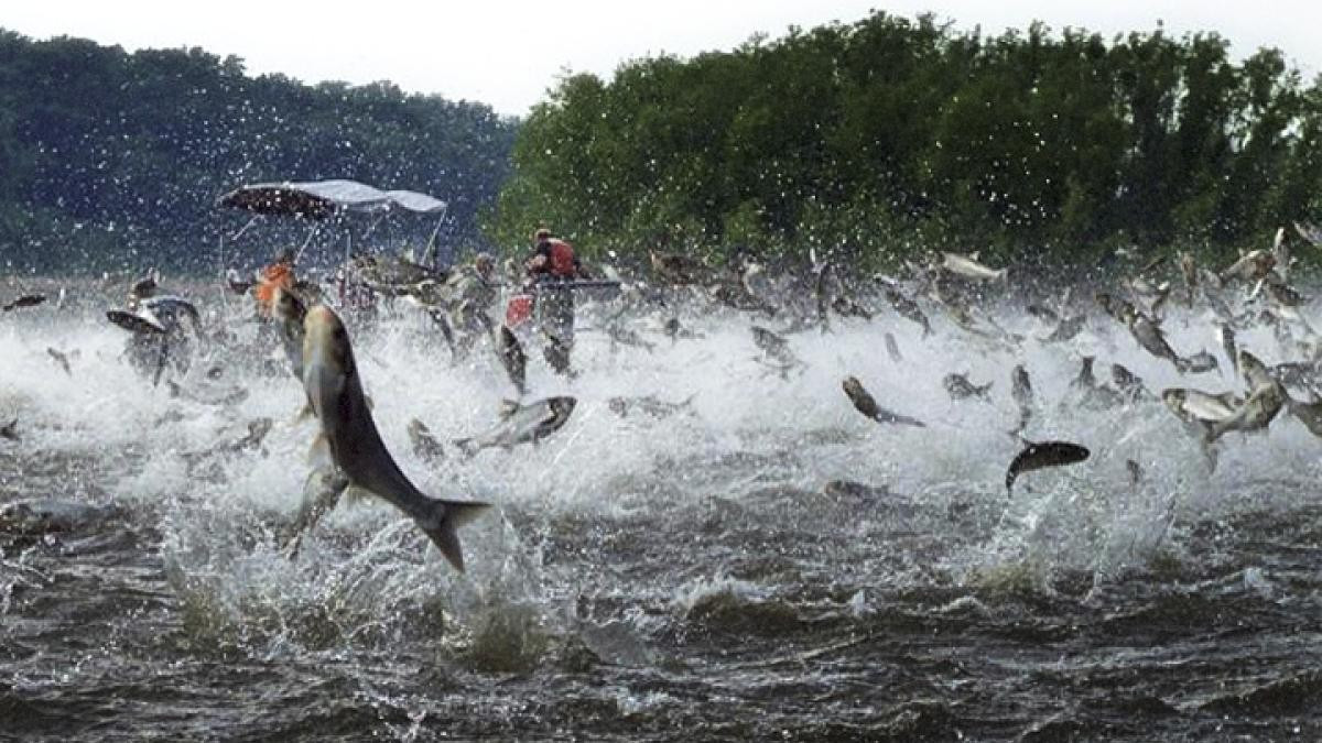 "Chúng là những cỗ máy ăn thịt", nhà sinh vật học Trisiah Tugade, làm việc tại chương trình cá chép xâm lấn của Canada, cho biết. Bà và nhóm của mình thường đến sông Grand để tìm kiếm loài cá mà họ lo ngại sẽ tàn phá Ngũ Đại Hồ. Ảnh: kaptur.house.gov.