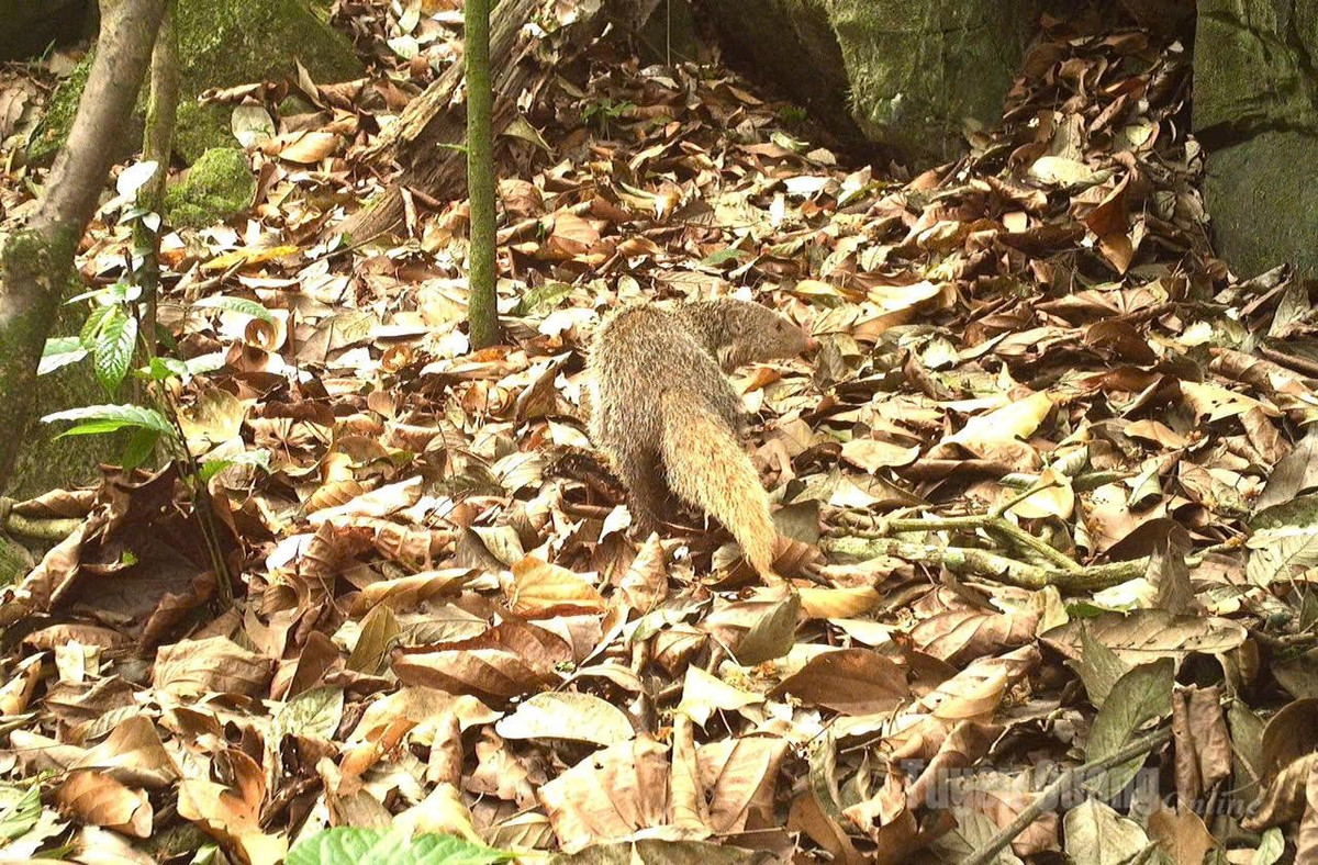 Mới đây, qua hệ thống bẫy ảnh do các Tổ nghiên cứu Khau Ca và Tổ giám sát vọoc mũi hếch ở VQG Du Già - Cao nguyên đá Đồng Văn, đã ghi nhận nhiều hình ảnh động vật quý hiếm.
