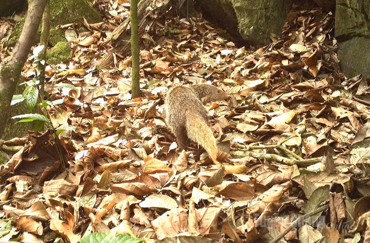 Mới đây, qua hệ thống bẫy ảnh do các Tổ nghiên cứu Khau Ca và Tổ giám sát vọoc mũi hếch ở VQG Du Già - Cao nguyên đá Đồng Văn, đã ghi nhận nhiều hình ảnh động vật quý hiếm.