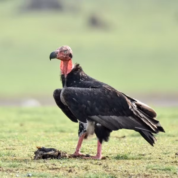 Trong khi đáng lẽ phải được cảm ơn, "anh lao công" của thế giới tự nhiên bị truyền thông và phim ảnh gắn mác xấu ác.