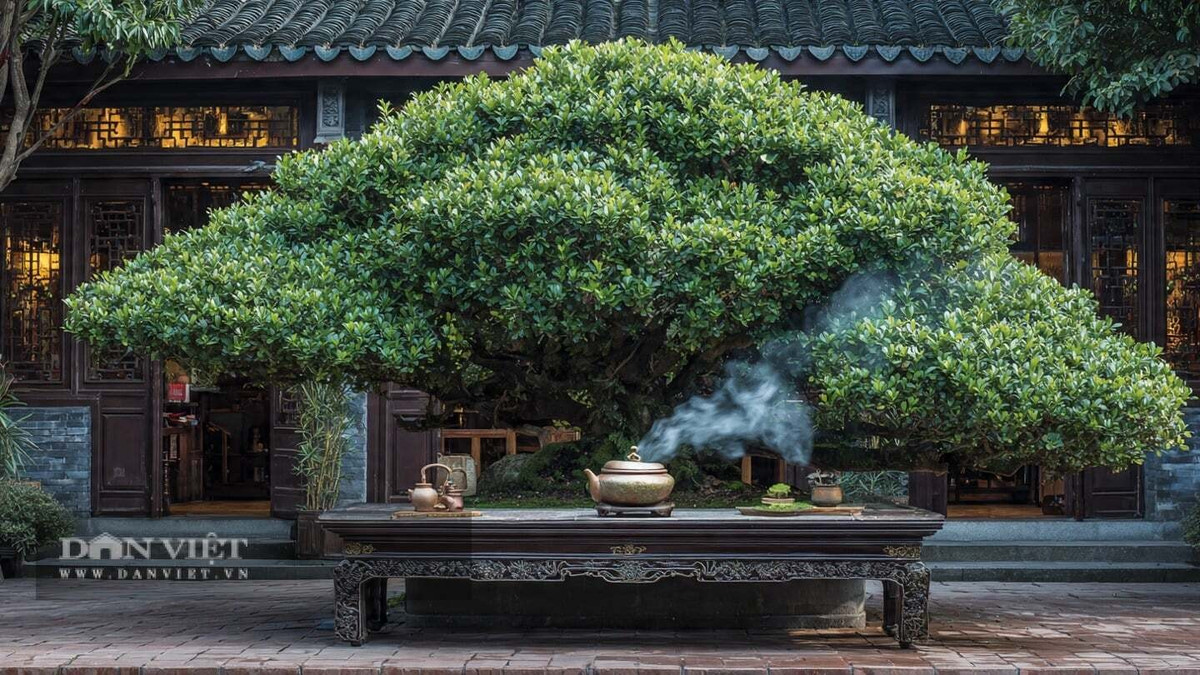 Cây cảnh này phát triển rất chậm nhưng có tuổi thọ rất cao