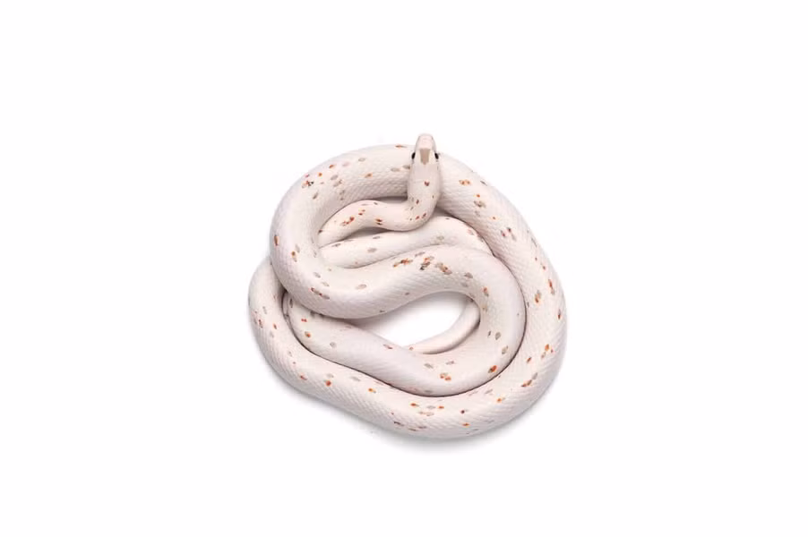 Rắn ngô Palmetto với đôi mắt màu trắng hoặc xanh độc đáo, là một dạng rắn ngô hiếm. Giá bán của của chúng khá cao, với một số biến thể màu sắc nhất định giá lên tới 20.000 USD.