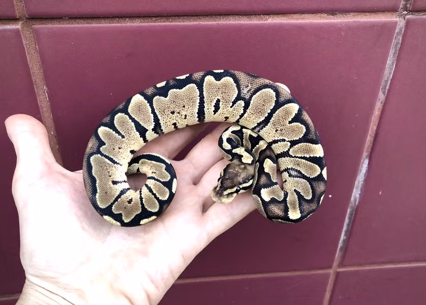 Trăn bóng ngựa vằn có vẻ ngoài là sự kết hợp tuyệt vời giữa nền vàng sáng xen lẫn các họa tiết giống sọc từ nhạt đến nâu sẫm có giá từ 11.000 đến 15.000 USD.