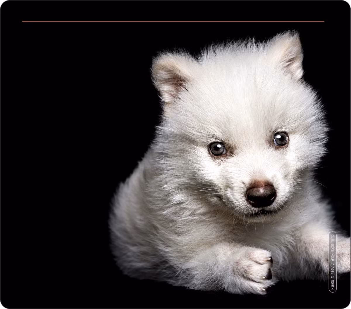 Tiếp đến, nhóm chuyên gia tiến hành chèn ADN của tế bào chỉnh sửa vào tế bào trứng sói xám sau khi loại bỏ vật liệu di truyền. Ở giai đoạn này, tế bào trứng sói xám chứa tất cả thông tin di truyền cần thiết để tạo ra chó sói với một số đặc điểm của sói trắng.