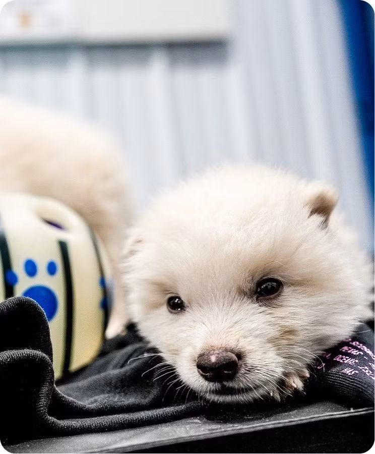 Tế bào trứng sau đó trưởng thành trong phòng thí nghiệm. Phôi thai được cấy vào tử cung của chó thuần chủng, được xem như phân loài của sói xám.