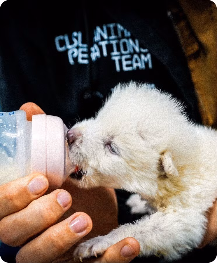 Nhờ quá trình trên, 2 con sói trắng đầu tiên đã chào đời vào ngày 1/10/2024. Chúng được đặt tên là Romulus và Remus. Hai cá thể được nuôi nhốt và theo dõi liên tục trong khu bảo tồn thiên nhiên bao quanh bởi hàng rào cao 3m.