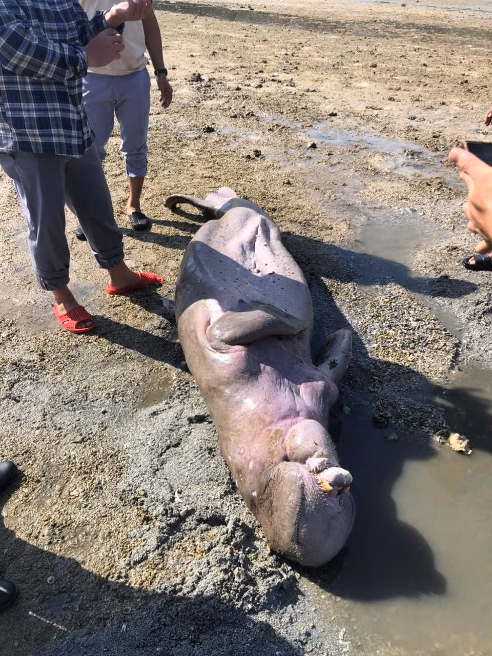 Bò biển còn được gọi là cá nàng tiên bởi dáng bơi của chúng gợi liên tưởng hình người. Ảnh: Znews.