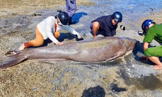 Vào chiều ngày 19/8, một cá thể bò biển (còn gọi là cá cúi, Dugong) được phát hiện chết trôi dạt vào bờ biển gần bãi Lò Vôi (đặc khu Côn Đảo, TP.HCM). Ảnh: Tiền phong.