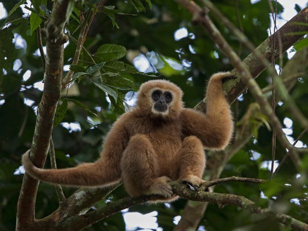 'Cô vượn' bất ngờ sinh con dù sống cô đơn ảnh 3 'Cô vượn' bất ngờ sinh con dù sống cô đơn ảnh 3