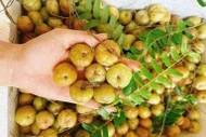 Quả mọc hoang dại 'lên đời' thành đặc sản nửa triệu đồng/kg 