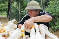 Nông trại Quảng Bình thu hút du khách với dịch vụ massage vịt lạ mắt