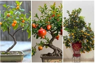 3 bonsai ăn quả nhỏ xinh giúp căn hộ thêm xanh mát, hút tài lộc