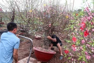 Đào Nhật Tân rời phố về vườn, bắt đầu 'hồi sinh' cho Tết năm sau 
