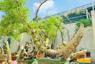 Gốc tre xù xì tưởng bỏ đi thành 'siêu phẩm' bonsai tiền triệu