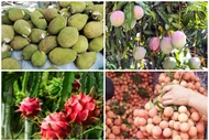 4 loại quả rớt giá gây sốt thị trường Việt 2025 
