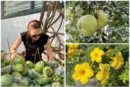 Cận cảnh nhà vườn trồng cây, nuôi gà của ca sĩ Mỹ Tâm