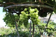 Nho cảnh tiền triệu 'hút hàng' dịp Tết Bính Ngọ 2026