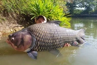 Tận thấy loài cá khổng lồ, 500.000 đồng/kg thương lái lùng mua