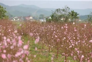 Đào nở sớm trước Tết, nhà vườn lo "trắng tay"