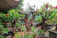 Ngắm đào 'tiến vua' ngủ điều hòa chờ đại gia đón về chơi Tết