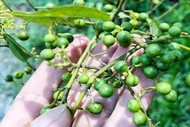 Quả mọc dại ở bìa rừng, 300.000 đồng/kg 'đắt như tôm tươi'
