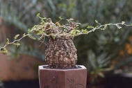 “Quái vật bonsai” giá trăm triệu khiến người chơi mê mẩn 
