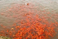 Thủ phủ cá chép đỏ nhộn nhịp trước ngày ông Công ông Táo