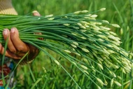 Loại rau "rẻ bèo" ở Việt Nam, nước ngoài gần 200.000 đồng/kg