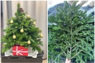 Cành thông tươi nhập khẩu hút khách dịp Giáng sinh
