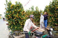 Cận Tết, nghề chở cây thuê kiếm tiền triệu mỗi ngày