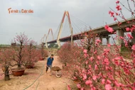 Ngày cuối năm ngắm vườn đào Nhật Tân, hương Tết chạm ngõ Thủ đô