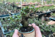 'Mỏi mắt' ngắm bonsai mini đẹp say lòng 
