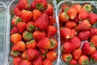 Dâu tây Trung Quốc bán đầy chợ, làm sao để phân biệt với dâu Mộc Châu? 